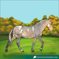 Horse Color:White Spotted Silver Buckskin Appaloosa