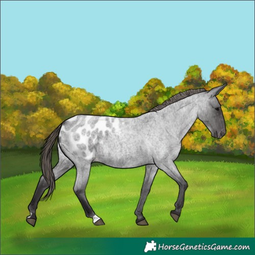 Horse Color:Smoky Blue Roan Appaloosa 
