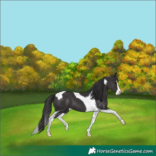 Horse Color:Smoky Black Splash Tobiano