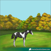 Horse Color:Smoky Black Splash Tobiano 