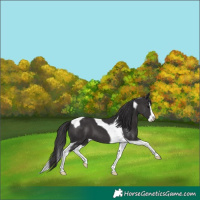 Horse Color:Smoky Black Splash Tobiano 