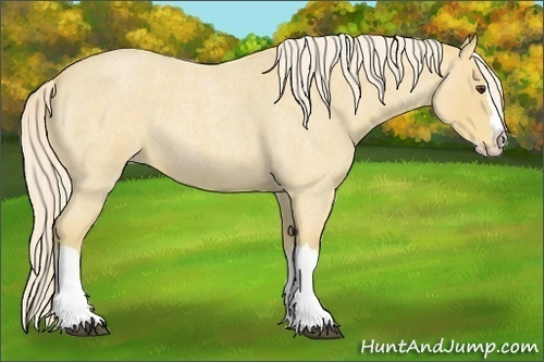 Horse Color:Palomino Roan Splash 