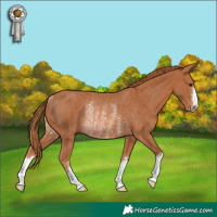 Horse Color:Chestnut Rabicano 