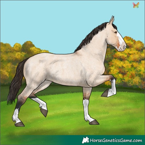 Horse Color:Bay Roan Dun Splash