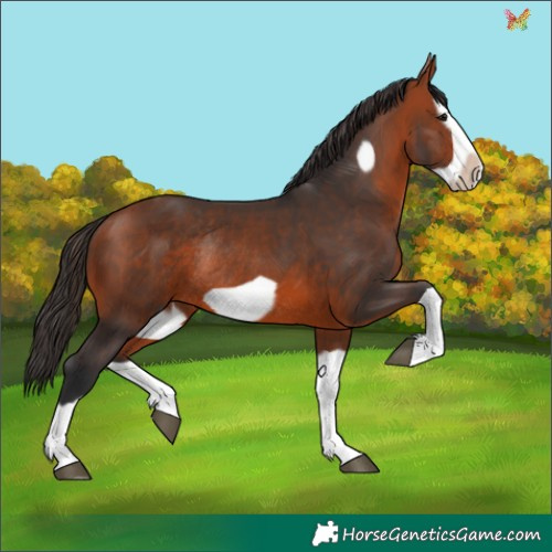 Horse Color:Bay Splash Frame Rabicano