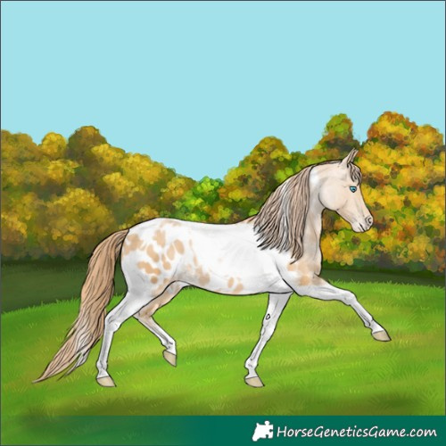 Horse Color:Buckskin Pearl Tobiano Appaloosa 