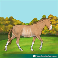 Horse Color:Chestnut Rabicano 