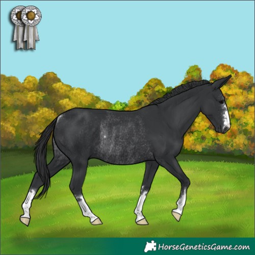 Horse Color:Black Rabicano 