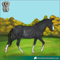 Horse Color:Black Rabicano 