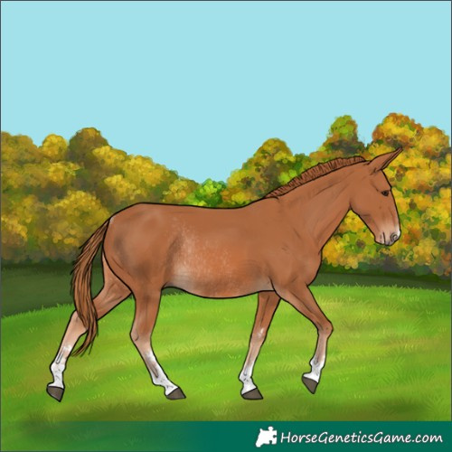 Horse Color:Chestnut Rabicano 