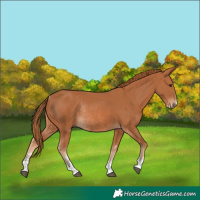 Horse Color:Chestnut Rabicano