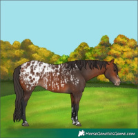 Horse Color:Bay Blanket and Bay Blanket