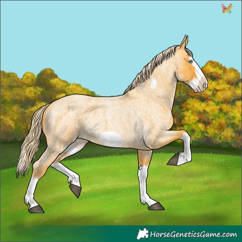 Horse Color:Palomino Roan Splash Frame Rabicano 