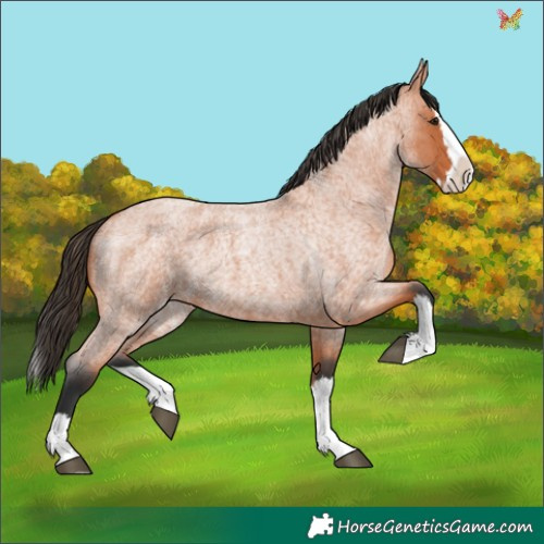 Horse Color:Bay Roan Splash