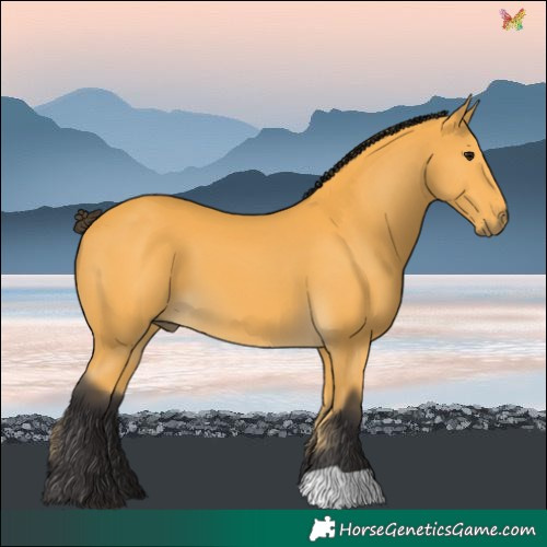 Horse Color:Buckskin 