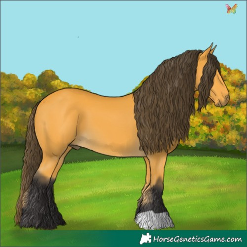 Horse Color:Buckskin 