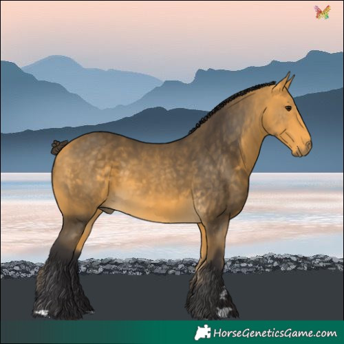 Horse Color:Buckskin 