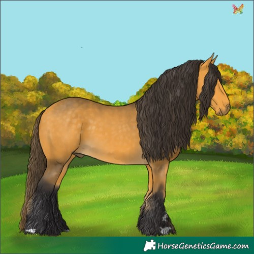Horse Color:Buckskin 