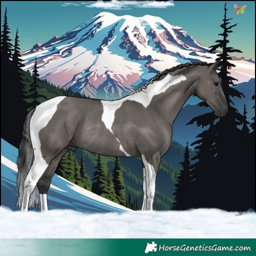 Horse Color:Grullo Tobiano Rabicano 
