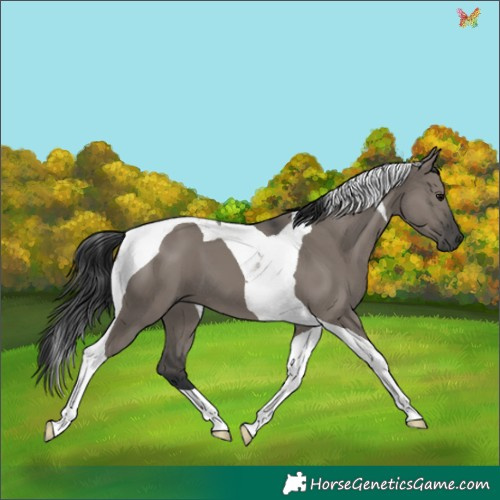 Horse Color:Grullo Tobiano 