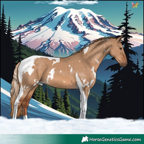 Horse Color:White Spotted Red Dun Tobiano 