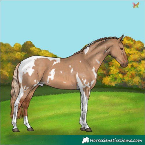 Horse Color:White Spotted Red Dun Tobiano 