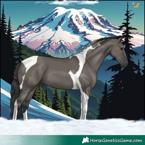 Horse Color:Grullo Tobiano 