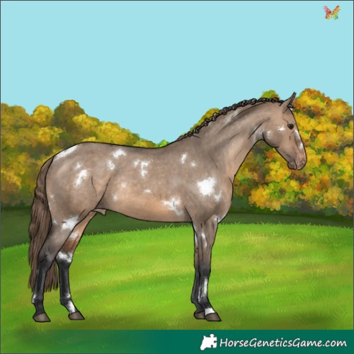 Horse Color:White Spotted Brown Dun Appaloosa Rabicano 