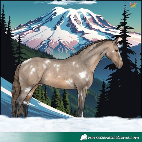 Horse Color:White Spotted Brown Dun Appaloosa Rabicano 