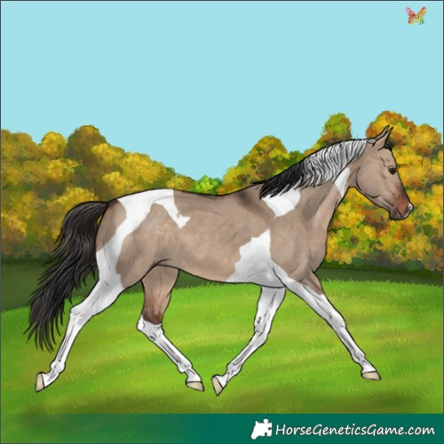 Horse Color:Brown Dun Tobiano