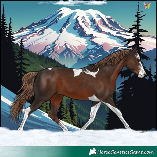 Horse Color:Liver Chestnut Sabino Tobiano 