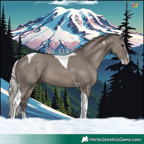 Horse Color:Silver Grullo Sabino Tobiano 