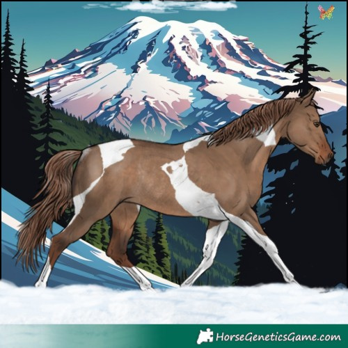 Horse Color:Liver Red Dun Tobiano Rabicano 