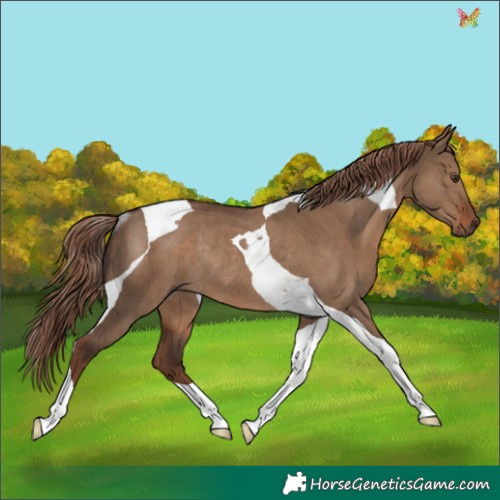 Horse Color:Liver Red Dun Tobiano Rabicano 