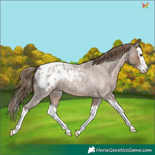 Horse Color:Liver Red Dun Roan Sabino Splash Appaloosa 