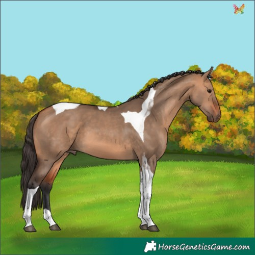 Horse Color:Bay Dun Tobiano 