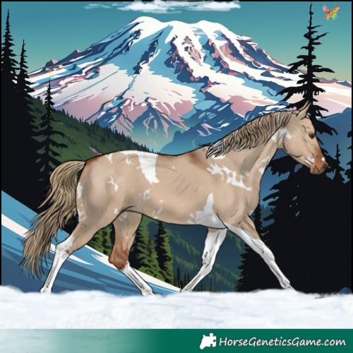 Horse Color:White Spotted Red Dun Tobiano 