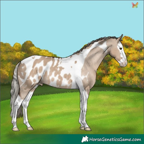 Horse Color:Liver Red Dun Splash Tobiano Appaloosa Rabicano 