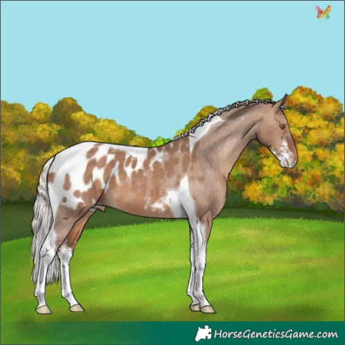 Horse Color:Silver Brown Dun Sabino Tobiano Appaloosa 