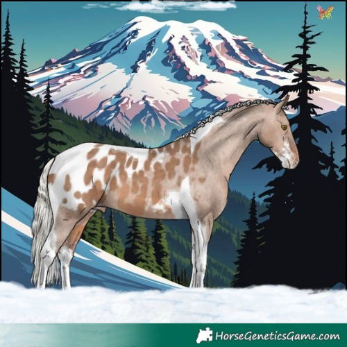 Horse Color:Silver Brown Dun Sabino Tobiano Appaloosa 