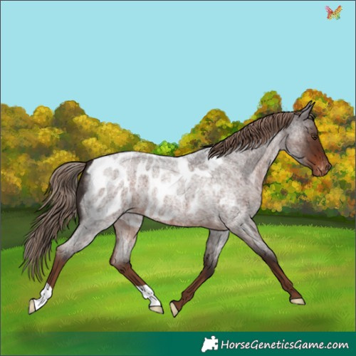 Horse Color:Liver Red Roan Appaloosa 