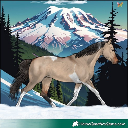 Horse Color:Bay Dun Tobiano 