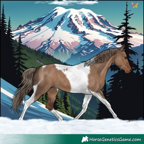 Horse Color:Liver Red Dun Tobiano 