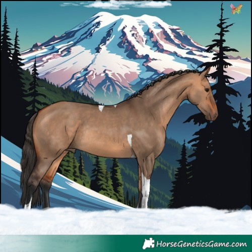 Horse Color:Bay Dun Tobiano Rabicano 