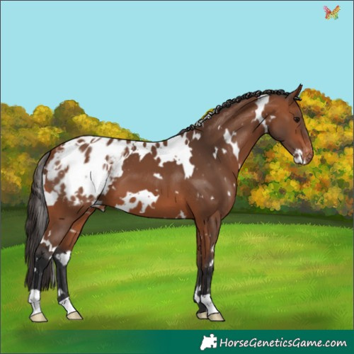 Horse Color:White Spotted Bay Appaloosa 