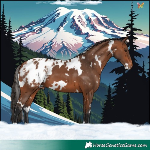 Horse Color:White Spotted Bay Appaloosa 