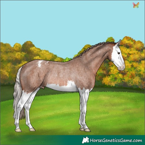 Horse Color:Red Roan Splash Appaloosa Rabicano 