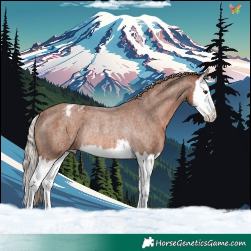 Horse Color:Red Roan Splash Appaloosa Rabicano 