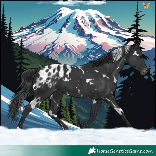 Horse Color:White Spotted Black Blanket 