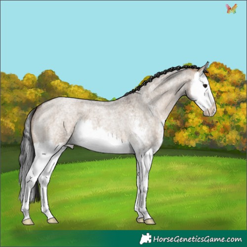 Horse Color:Brown Roan Dun Sabino Splash 